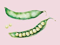 Illustration of green peas