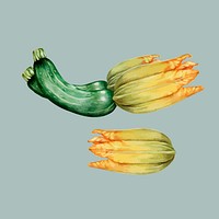Illustration of zucchini and flowers