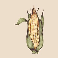 Illustration of corn
