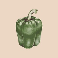 Illustration of green bell pepper