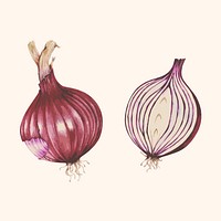 Illustration of a sliced onion