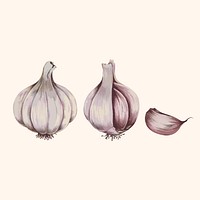 Illustration of garlic