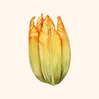 Illustration of a zucchini flower
