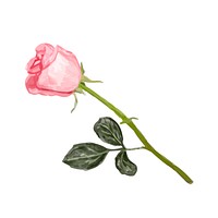 Illustration of drawing rose flower