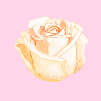 Illustration of drawing white rose flower