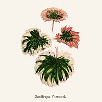 Saxifrage (Saxifraga Fortunei)found in <a href="https://www.rawpixel.com/search/Shirley%20Hibberd?">Shirley Hibberd</a>&rsquo;s (1825-1890) New and Rare Beautiful-Leaved Plant.