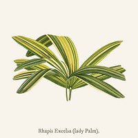 Slender Lady Palm (Rhapis Flabelliformis) found in <a href="https://www.rawpixel.com/search/Shirley%20Hibberd?">Shirley Hibberd</a>&rsquo;s (1825-1890) New and Rare Beautiful-Leaved Plant.