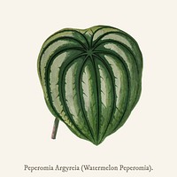 Pepper Elder (Peperomia Aroypeia) found in <a href="https://www.rawpixel.com/search/Shirley%20Hibberd?">Shirley Hibberd</a>&rsquo;s (1825-1890) New and Rare Beautiful-Leaved Plant.
