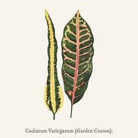 Garden Croton (Codiaeum Variegarum) found in <a href="https://www.rawpixel.com/search/Shirley%20Hibberd?">Shirley Hibberd</a>&rsquo;s (1825-1890) New and Rare Beautiful-Leaved Plant.