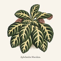 Aphelandra Maculata found in Shirley Hibberd&rsquo;s (1825-1890) New and Rare Beautiful-Leaved Plant.