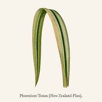 Variegated New Zealand Flax (Phormium Tenax Variegatum) found in <a href="https://www.rawpixel.com/search/Shirley%20Hibberd?">Shirley Hibberd</a>&rsquo;s (1825-1890) New and Rare Beautiful-Leaved Plant.