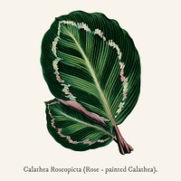 Rose Painted Calathea (Maranta illustris) found in <a href="https://www.rawpixel.com/search/Shirley%20Hibberd?">Shirley Hibberd</a>&rsquo;s (1825-1890) New and Rare Beautiful-Leaved Plant.