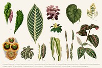 Collection of leaves found in <a href="https://www.rawpixel.com/search/Shirley%20Hibberd?">Shirley </a><a href="https://www.rawpixel.com/search/Shirley%20Hibberd?">Hibberd</a>&#39;s (1825-1890) New and Rare Beautiful-Leaved Plants.