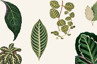 Collection of leaves found in <a href="https://www.rawpixel.com/search/Shirley%20Hibberd?">Shirley </a><a href="https://www.rawpixel.com/search/Shirley%20Hibberd?">Hibberd</a>&#39;s (1825-1890) New and Rare Beautiful-Leaved Plants.