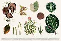 Collection of leaves found in <a href="https://www.rawpixel.com/search/Shirley%20Hibberd?">Shirley </a><a href="https://www.rawpixel.com/search/Shirley%20Hibberd?">Hibberd</a>&#39;s (1825-1890) New and Rare Beautiful-Leaved Plants.