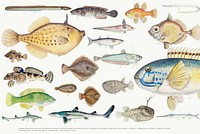 Colored vector illustration of fish drawing collection