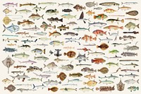 Colored vector illustration of fish drawing collection