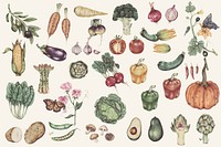 Illustration set of vegetable watercolor style