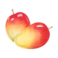 Illustration of tropical fruit watercolor style