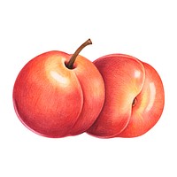 Illustration of fruit watercolor style