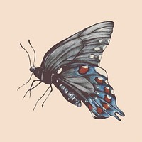 Illustration of butterfly watercolor style