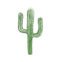 Illustration of hand drawn cactus icon isolated on white background