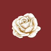 Hand drawn rose on red background vector