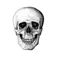 Hand drawn human skull isolated