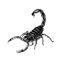 Hand drawn scorpion isolated on white background