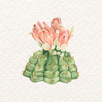 Watercolor Spider cactus flower psd desert succulent 