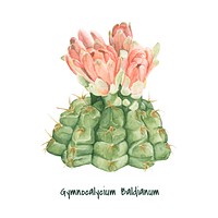Hand drawn Gymnocalycium baldianum cactus