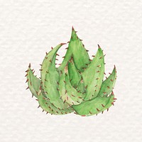 Succulent aloe aculeata watercolor psd 