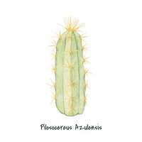 Hand drawn pilosocereus azulensis cactus