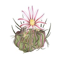 Hand drawn echinocactus anfractuosus cactus