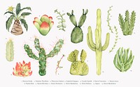 Hand drawn cactus collection