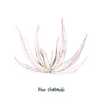 Hand drawn aloe chabaudii plant