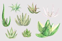 Decorative aloe succulent psd sticker set