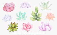 Collection of various hand drawn succulents