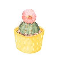 Hand drawn gymnocalycium erinaceum chin cactus in a yellow pot
