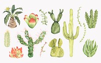 Hand drawn cactus collection