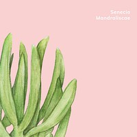 Hand drawn senecio mandraliscae succulent