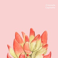 Hand drawn crassula capitella succulent