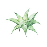 Hand drawn aloe mitriformis variegata