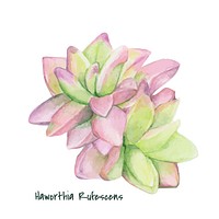 Hand drawn haworthia rufescens succulent