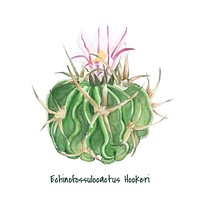 Hand drawn echinofossulocactus hookeri cactus