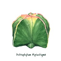 Hand drawn astrophytum myriostigma bishop&#39;s cap cactus