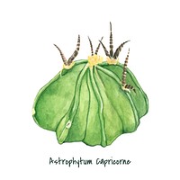 Hand drawn Astrophytum capricorne goat's horn cactus