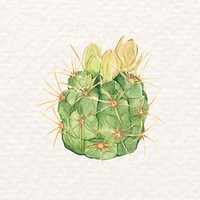 Watercolor desert cactus psd Gymnocalycium neuhuberi