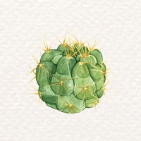 Desert succulent psd watercolor Gymnocalycium capillaense