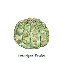 Hand drawn gymnocalycium parvulum cactus